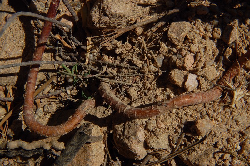 Aiuto per Euphorbia biumbellata